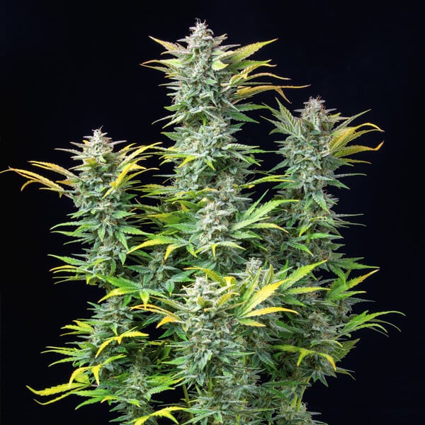 Quick One Auto – Autoflowering Cannabis Seeds