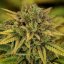 Green Gelato – Feminized Cannabis Seeds