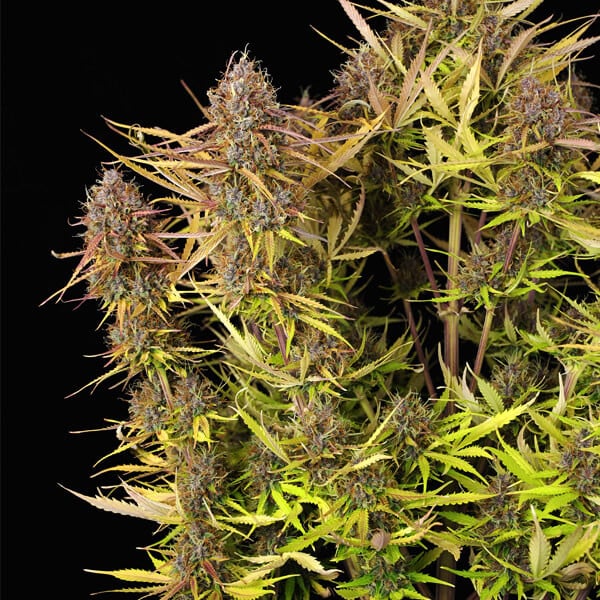 Purple Queen Auto – Autoflowering Cannabis Seeds