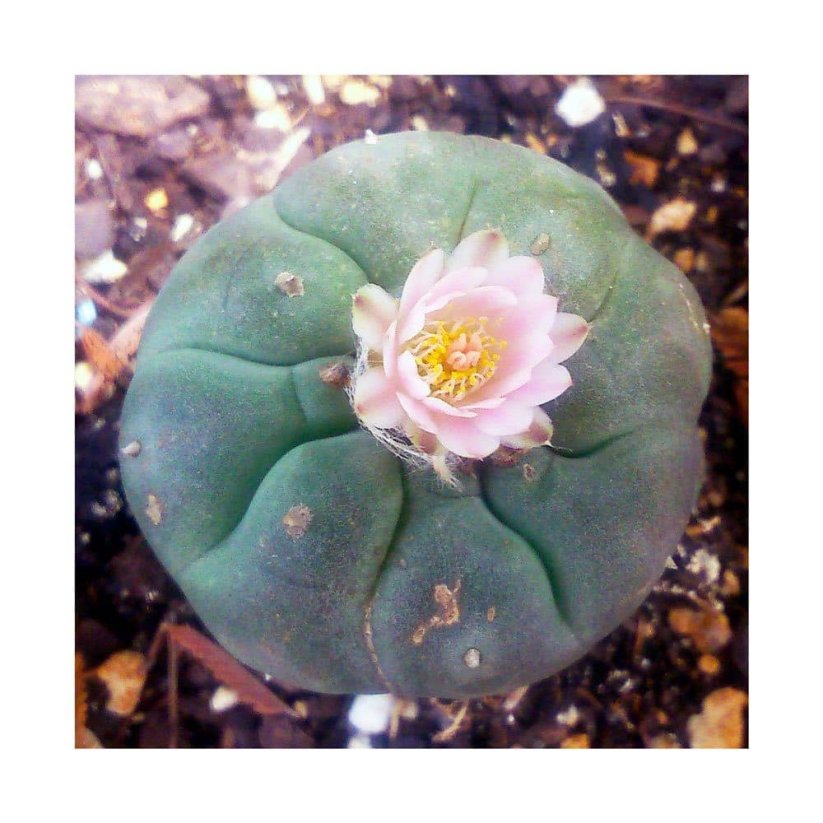 Sada na pěstování kaktusu - Decipiens - Lophophora williamsii