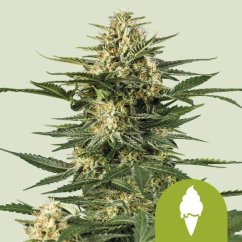 Green Gelato Auto – Autoflowering Cannabis Seeds