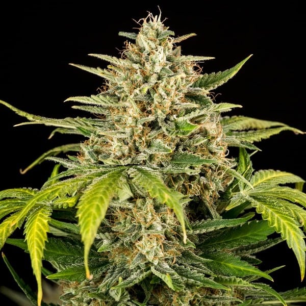 Green Gelato Auto – Autoflowering Cannabis Seeds