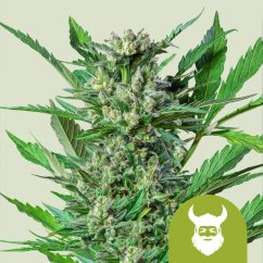 Royal Dwarf Auto – Autoflowering Cannabis Seeds