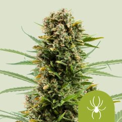 White Widow Auto – Autoflowering Cannabis Seeds