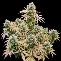 Lemon Shining Silver Haze – Feminized Cannabis Seeds