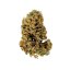 White Widow Auto – Autoflowering Cannabis Seeds
