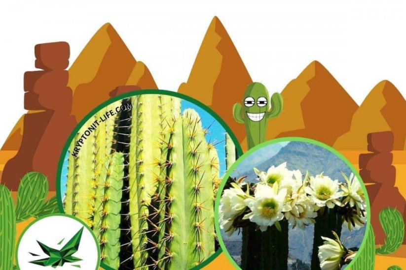 Sada na pěstování kaktusu - Peruvian torch - trichocereus peruvianus