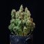 Amnesia Haze Auto – Autoflowering Cannabis Seeds