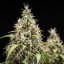 Cookies Gelato Auto – Autoflowering Cannabis Seeds
