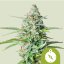 Northern Light Auto – Autoflowering Cannabis Seeds