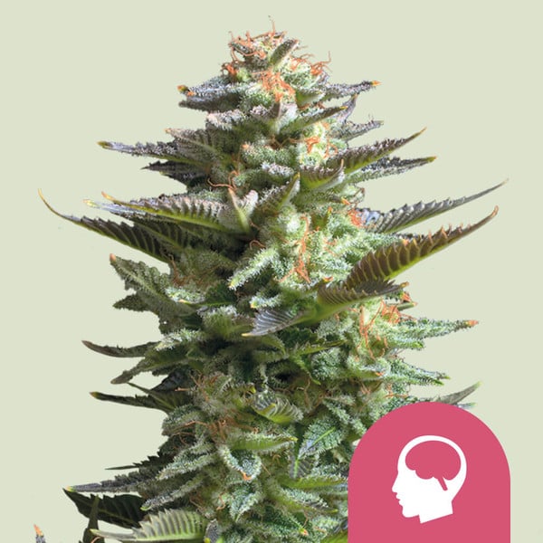 Amnesia Haze – Feminized Cannabis Seeds