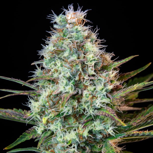 Royal Runtz – Feminizovaná cannabis semena