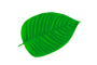 Ne-Kratom druhy