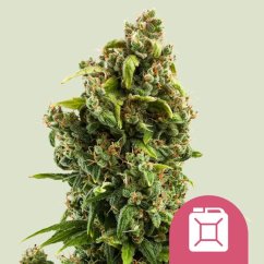 Sour Diesel – Feminized Cannabis Seeds