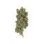 Royal Gorilla (GG4) – Feminized Cannabis Seeds