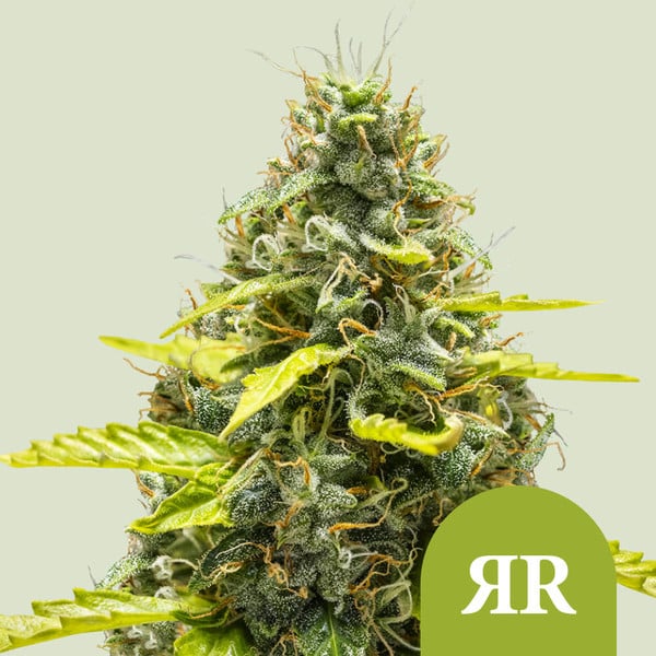 Royal Runtz Auto – Autoflowering Cannabis Seeds