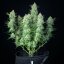 Green Gelato Auto – Autoflowering Cannabis Seeds