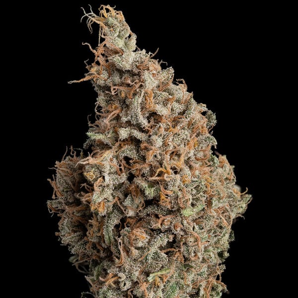 Sour Diesel – Feminized Cannabis Seeds