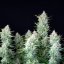 Green Gelato Auto – Autoflowering Cannabis Seeds