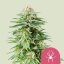 White Widow – Feminized Cannabis Seeds