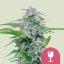 Critical (Critical Mass) – Feminized Cannabis Seeds