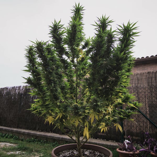 Royal Gorilla (GG4) – Feminized Cannabis Seeds