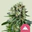 Critical Kush – Feminized Cannabis Seeds