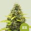 Royal Runtz Auto – Autoflowering Cannabis Seeds