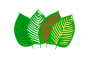Ne-Kratom barvy