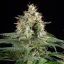 Sherbet Queen – Feminized Cannabis Seeds