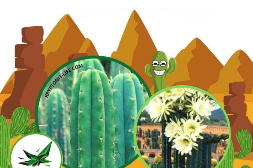 Sada na pěstování kaktusu - San pedro - Trichocereus pachanoi