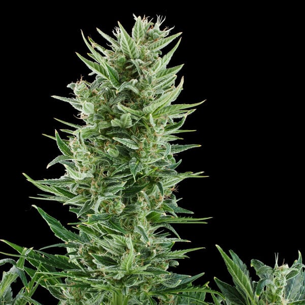 Quick One Auto – Autoflowering Cannabis Seeds