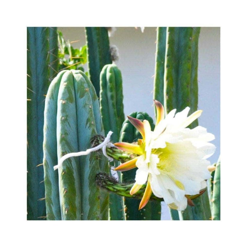 Sada na pěstování kaktusu - Macrogonus - Trichocereus macrogonus