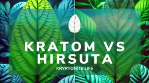 Hirsura, Javanica a Kratom - Jaký je rozdíl? Proč je Hirsuta legální?