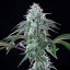 Royal Cheese (Fast Flowering) – Feminized Cannabis Seeds