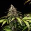 White Widow Auto – Autoflowering Cannabis Seeds