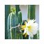 Sada na pěstování kaktusu - Macrogonus - Trichocereus macrogonus