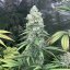 Purple Queen – Feminized Cannabis Seeds