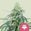Wedding Gelato – Feminized Cannabis Seeds