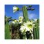 Sada na pěstování kaktusu - San pedro - Trichocereus pachanoi