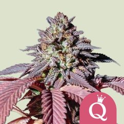 Purple Queen – Feminized Cannabis Seeds