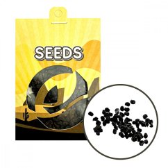 San pedro - Trichocereus pachanoi - Semena - 20x