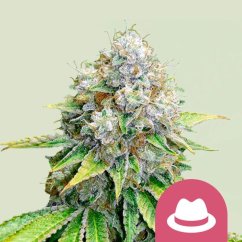 OG Kush – Feminized Cannabis Seeds