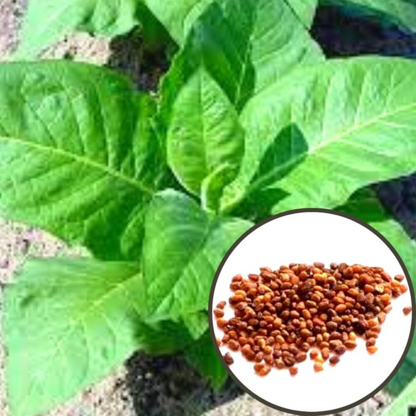 Tabák virginský (Nicotiana tabacum) - semena - 20 semen