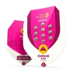 Critical Kush – Feminized Cannabis Seeds