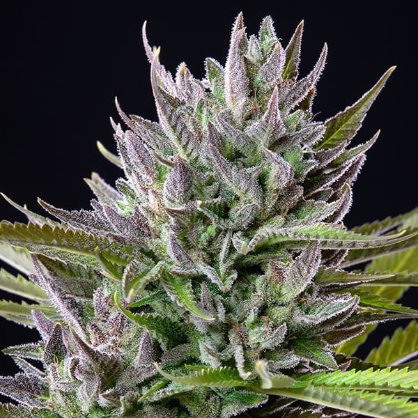 Triple G – Feminized Cannabis Seeds