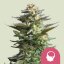 Amnesia Haze – Feminized Cannabis Seeds