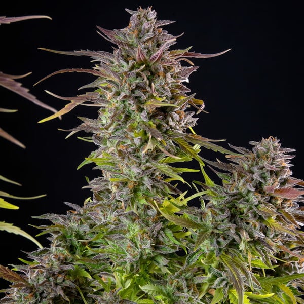 Cookies Gelato – Feminized Cannabis Seeds