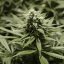 Critical Kush – Feminized Cannabis Seeds
