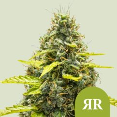 Royal Runtz Auto – Autoflowering Cannabis Seeds